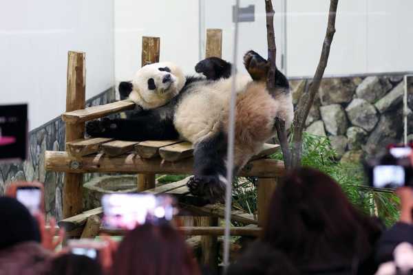 中国不再送日本大熊猫?大熊猫永明还能回国吗