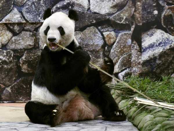 中国不再送日本大熊猫?大熊猫永明还能回国吗