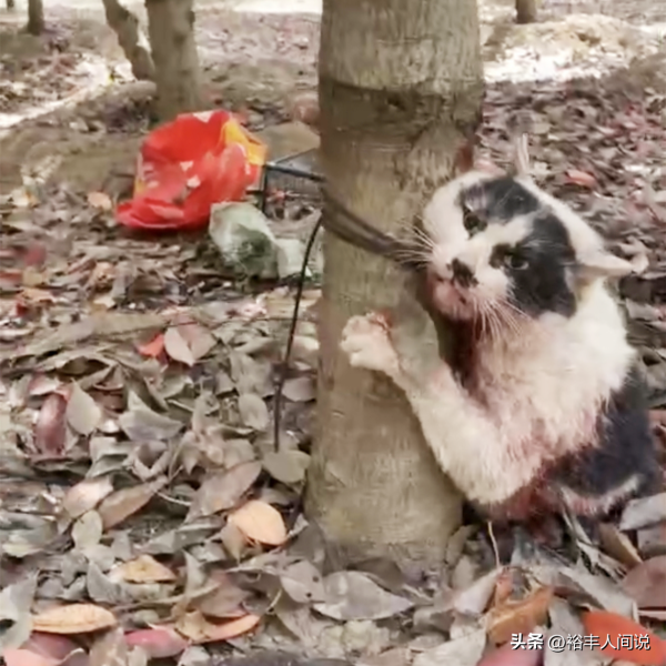 美食博主杰克辣条虐猫!绑树上用钳子夹猫爪