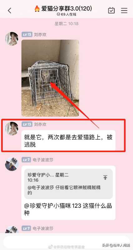 美食博主杰克辣条虐猫!绑树上用钳子夹猫爪