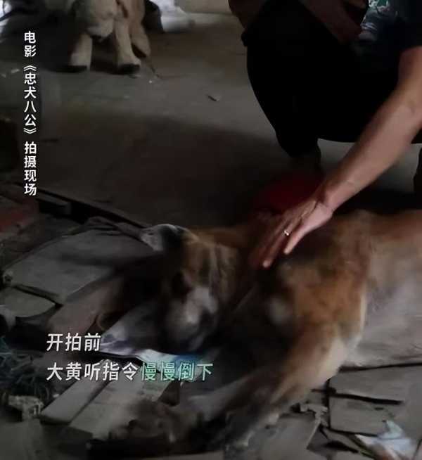 忠犬八公真的是个骗局吗?看完才知道忠犬八公是HE