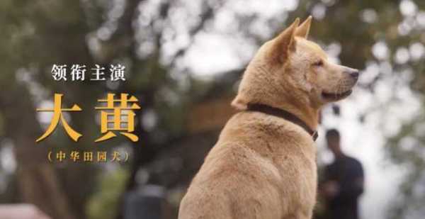 忠犬八公真的是个骗局吗?看完才知道忠犬八公是HE