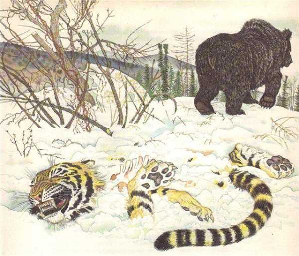 专吃东北虎的巨虎是什么?白色东北虎灭绝了吗