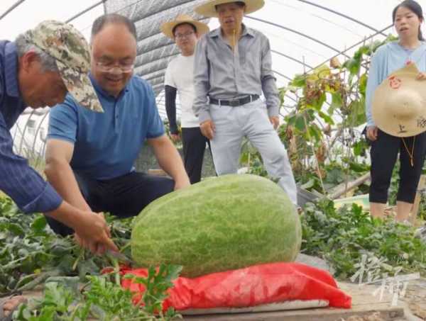 杭州种出78斤大西瓜破浙江全省纪录