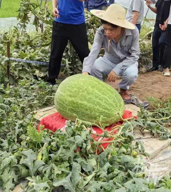 杭州种出78斤大西瓜破浙江全省纪录