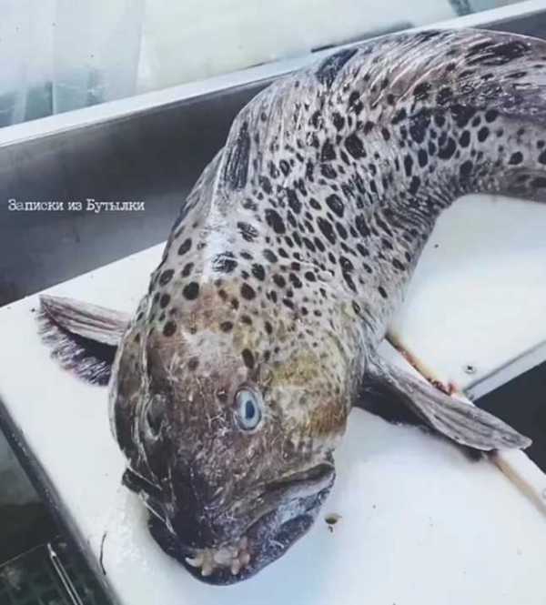 俄罗斯海岸惊现深海恐怖怪鱼!像外星生物