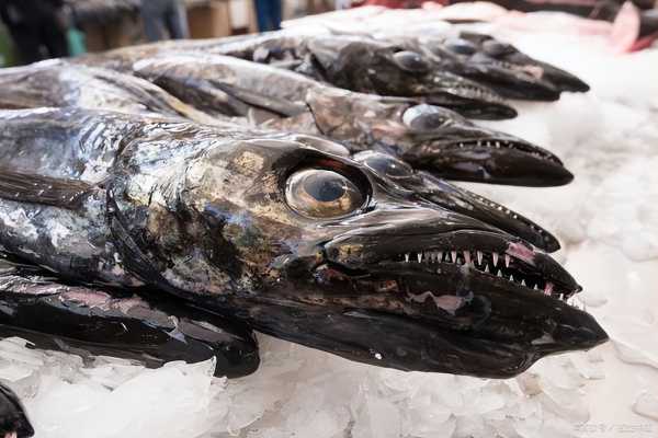 俄罗斯海岸惊现深海恐怖怪鱼!像外星生物