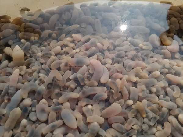 烟台海边现大量蝼蛄虾!根本捡不完
