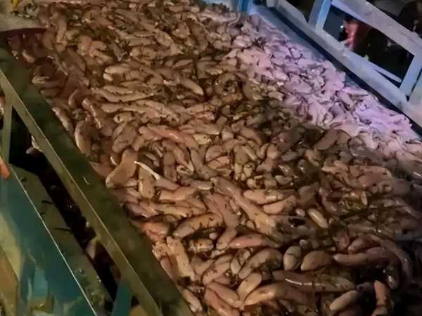 烟台海边现大量蝼蛄虾!根本捡不完