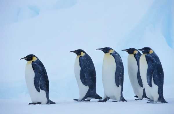 南极海冰融化致帝企鹅幼鸟被淹死