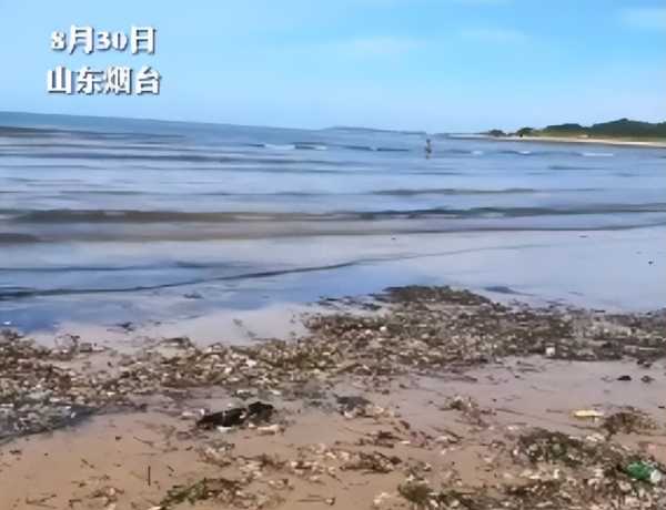 烟台海边现大量蝼蛄虾!根本捡不完