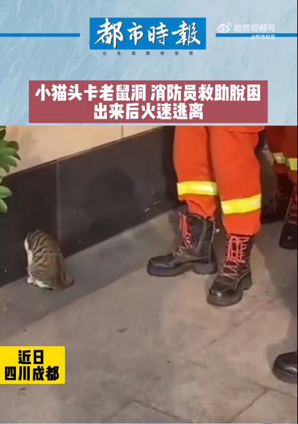 小猫头卡老鼠洞消防员憋笑救援