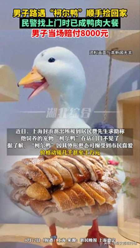 男子抓柯尔鸭当肉鸭吃赔了8千元