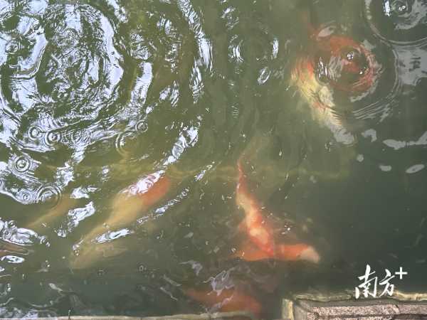 万一条的锦鲤趁暴雨出逃?宾馆回应"