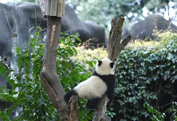 蜂花终身认养了一只大熊猫