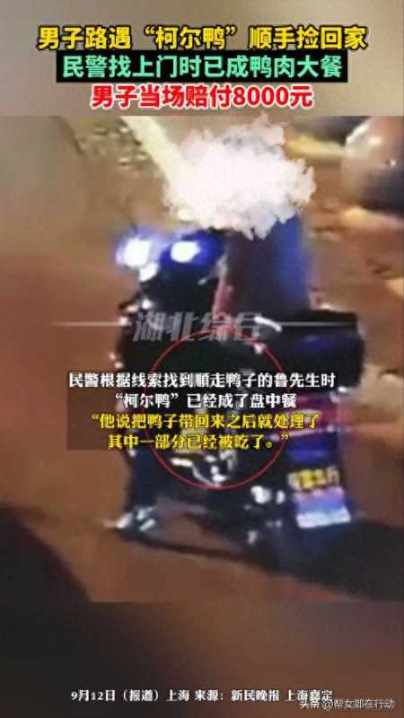 男子抓柯尔鸭当肉鸭吃赔了8千元