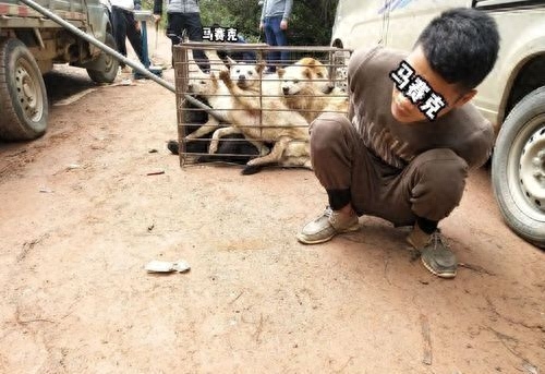 男子驾车进村偷狗被发现后弃车逃跑
