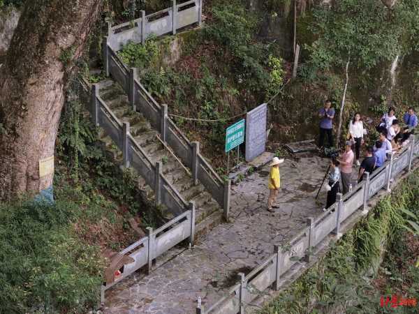 盗割贵州2600年古楠木 三人获刑