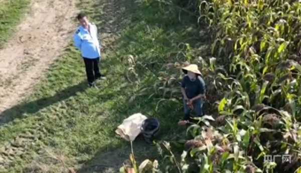 官方通报“执法人员偷红高粱”：已行拘