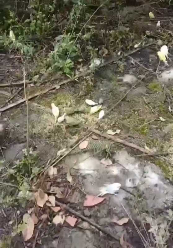 成都上千只宠物鹦鹉被人野外放生