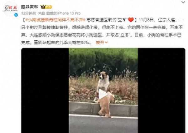 小狗被撞断脊柱同伴不离不弃