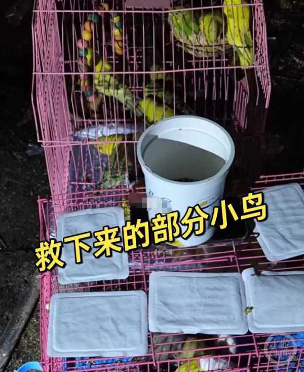 成都上千只宠物鹦鹉被人野外放生