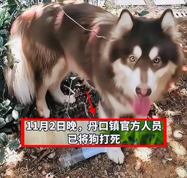 咬伤10岁男童的阿拉斯加犬已被打死