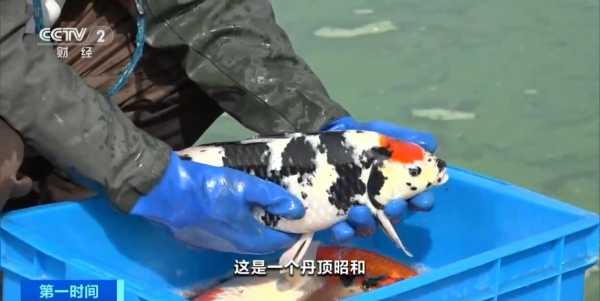 全国超六成锦鲤来自河南!小村庄“水里淘金”