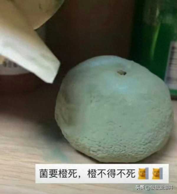 女生无意将沃柑放柜子1周变霉球