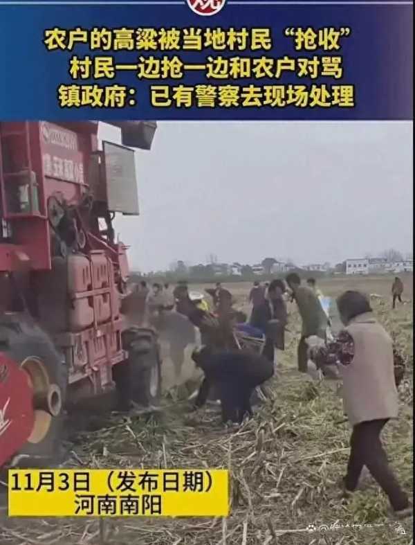 官方辟谣河南农户高粱被村民抢收