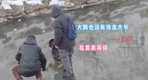 圆明园天鹅幼崽冻湖上大爷踏冰解救