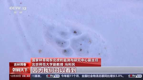 捕食了73号东北豹的东北虎是谁