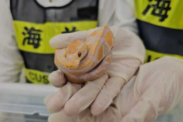 女子身藏6条活蛇入境被深圳海关查获