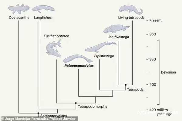 人类祖先可能是四条腿的鱼