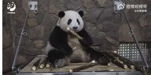 花花被遗忘外场 饲养员被解雇