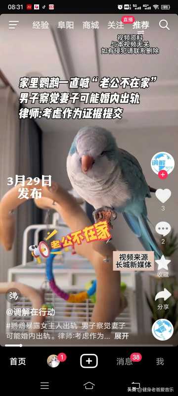 鹦鹉喊老公不在家 男子察觉妻子出轨
