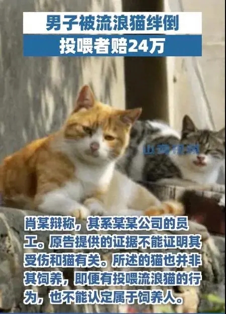 男子被流浪猫绊倒 投喂者赔24万