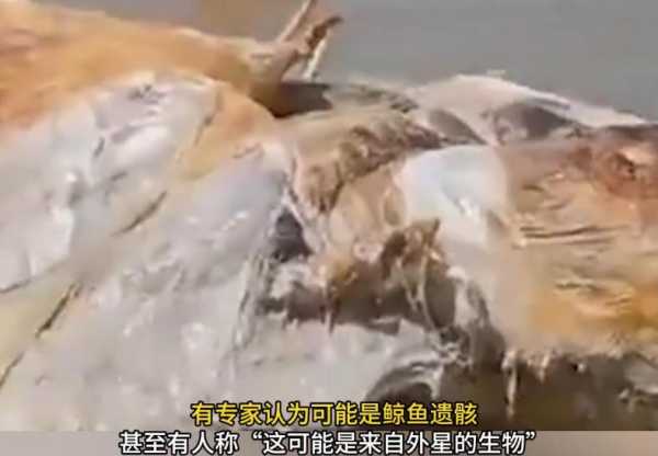 不明生物尸体被冲上马来西亚海滩