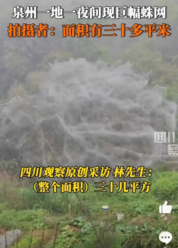 福建一地一夜间出现巨幅蜘蛛网