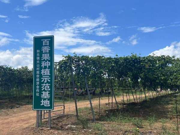 曾年入百万的槟榔种植户现收入为0