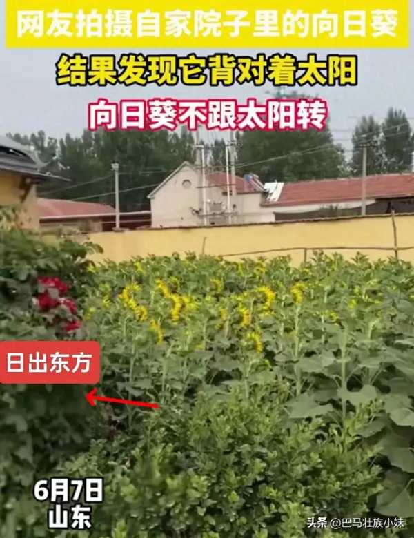 网友发现院子里的向日葵背对着太阳