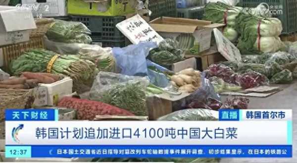 韩国政府每周进口200吨中国大白菜
