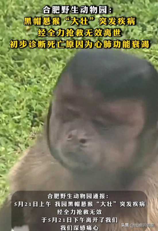 网红方脸猴“大壮”突发疾病离世