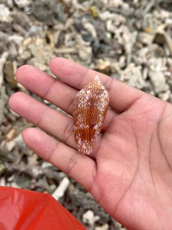 网红海边徒手拣的海螺是致命鸡心螺